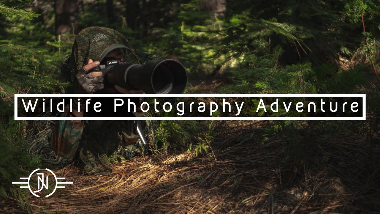 WILDLIFE PHOTOGRAPHY ADVENTURE | Mountain Forest Photography