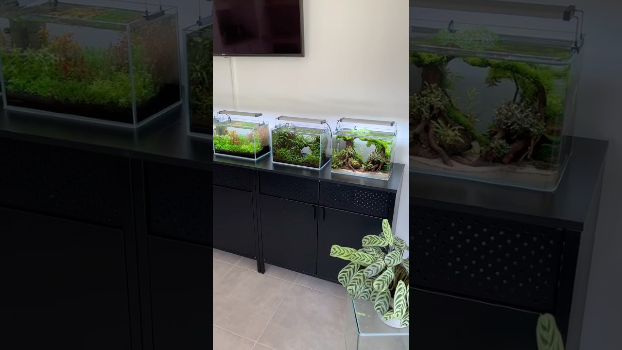 Nano Tank Gallery 