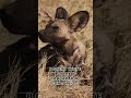 Top 15 hunting animals |Amazing facts of Animals| Interesting Facts | The Beast World