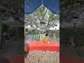 Birdbuddy Cam 1 with Goldfinch and Lesser Goldfinch #birds #wildlife #birding #birdbuddy
