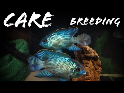 Breeding habits and care for electric blue acara