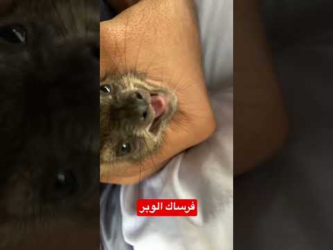 صوت الوبر وبران 