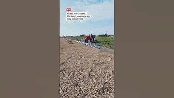 full senyum, alkhamdulillah 🇮🇩🇹🇼 #kacangtanah #viral #videoshort #shorts #sawah #petani