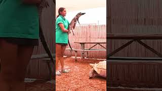 Bowser, the tortoise startled guests in an animal encounter at Everglades Holiday Park