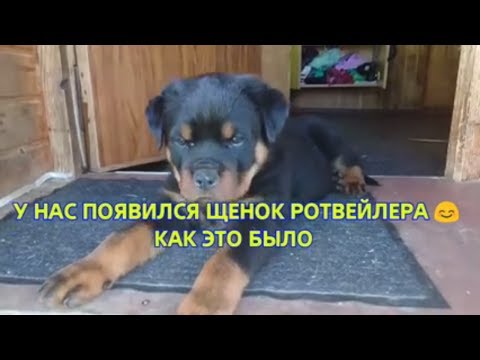 КАК ВЫБРАТЬ ЩЕНКА РОТВЕЙЛЕРА?дрессировка и воспитание ротвейлера