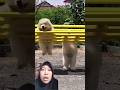 anjingnya lucu banget‼️tongwu-i1v #dubbing #shorts #funny