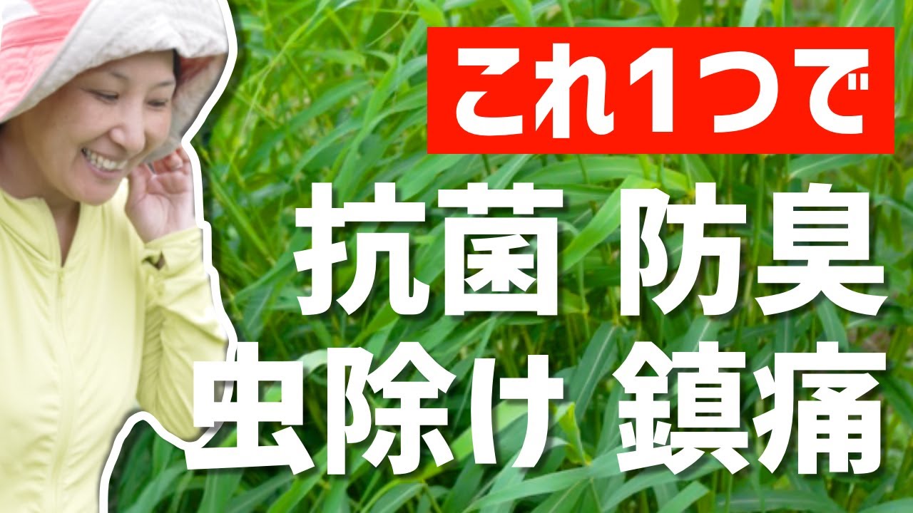 シトロネラ 1分で分かるハーブ教室 シトロネラグラス Shorts Youtube シトロネラ 1分で分かるハーブ教室 シトロネラグラス Shorts Youtube