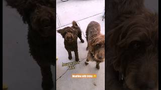 Mealtime with tricks #shorts #dog #youtubeshorts #dogtricks #labradoodle #goldendoodle #shortsvideo