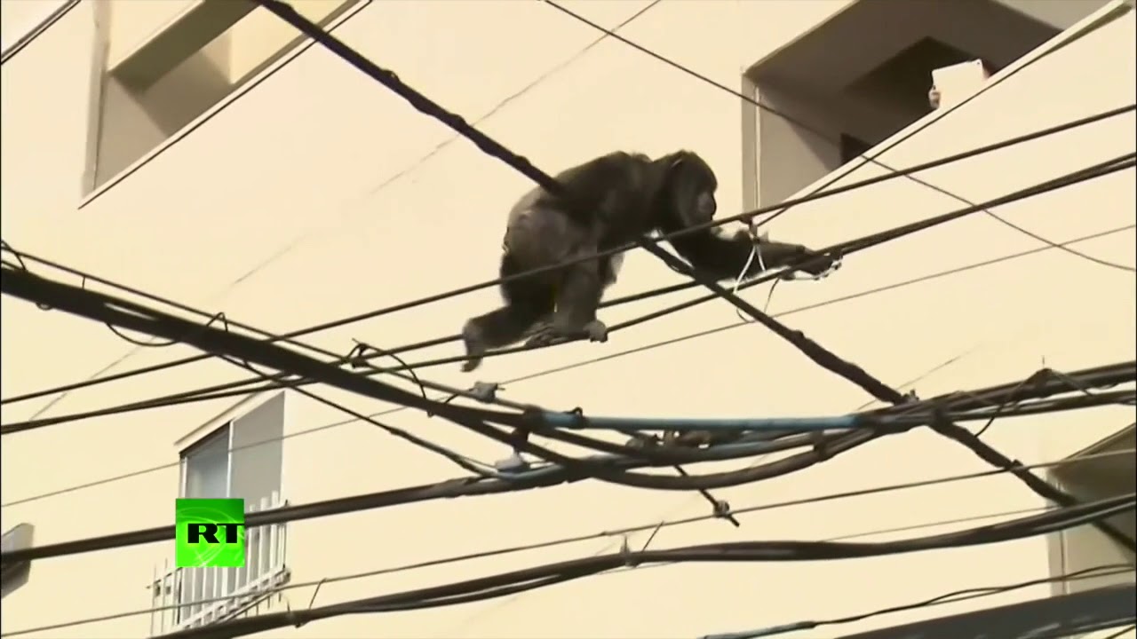 When Zoo Animals Escape Compilation YouTube When Zoo Animals Escape Compilation YouTube