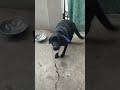 lab dog #pets #puppy #viral #cute #shorts #subscribe