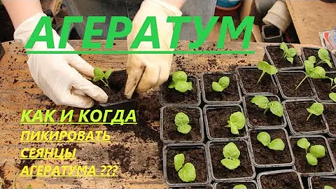 Мой способ-Как и когда Пикировать сеянцы АГЕРАТУМА?