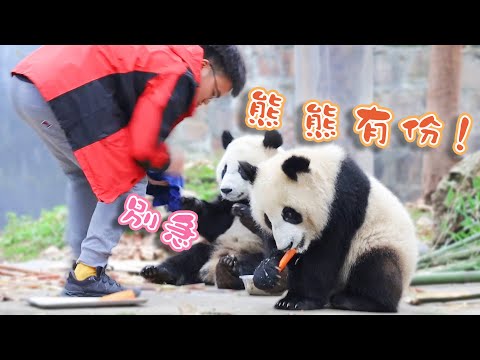《熊貓早晚安》滾滾幼稚園開飯啦 | iPanda熊貓頻道