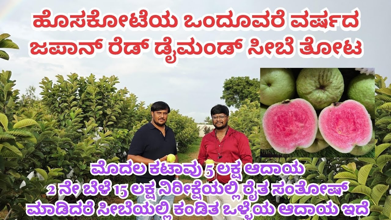 ಹೊಸಕೋಟೆಯ 1.5 ವರ್ಷದ ಜಪಾನ್ ರೆಡ್ ಡೈಮಂಡ್ ಸೀಬೆ ತೋಟ ಎರಡನೇ ಕಟಾವಿಗೆ  15 ಲಕ್ಷ ನಿರೀಕ್ಷೆಯಲ್ಲಿ ರೈತ ಸಂತೋಷ್