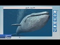 هذه هي حقيقة فيديوهات صوت الحوت الأزرق في ليبيا ومصر - FOLLOW UP