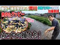 【異常繁殖】荒川でグッピーめっちゃ捕れた!東京ー埼玉温排水≫生物ハンター加藤英明・Japan wild hunter
