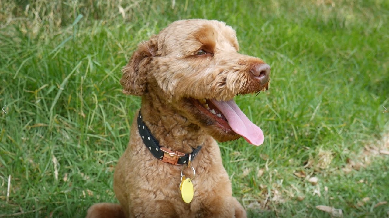 Giving My Dog The Best Day of His Life - YouTube