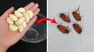 Kill Roaches Overnight Without Using Pesticides!