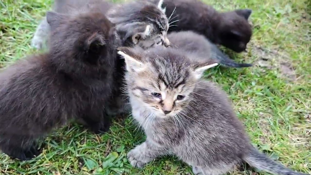 620. Adorable Kittens