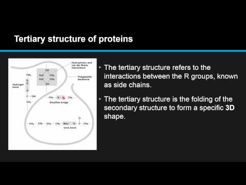 B.2.4 Describe and explain the primary, secondary tertiary and quaternary structure of proteins.