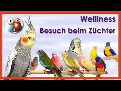 Video: Wie man einen Liebesvogel hält (mit Bildern)