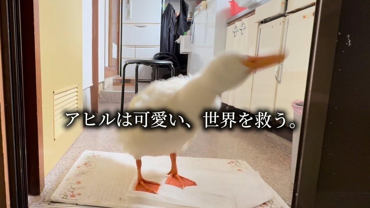 アヒルのひなです^ ^ アヒルと水浴び 2026.1.30(金) - YouTube