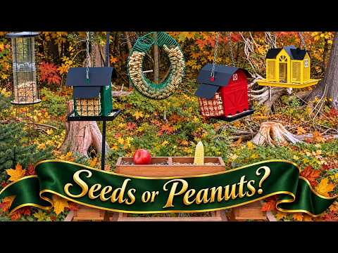 Buffet + Platform Daytime Wildlife Cams-Seeds vs Peanuts: Which Autumn Queue Forms First?
