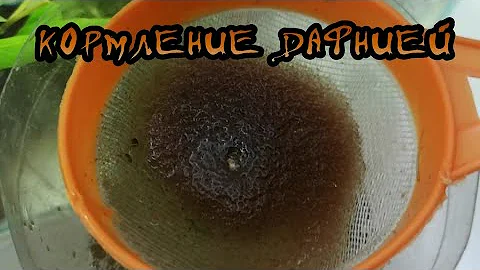 КОРМЛЮ РЫБОК ДАФНИЕЙ