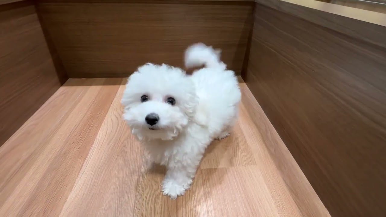 ペットショップ犬の家近江八幡店「199072」「ビションフリーゼ」