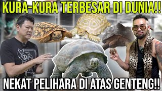 KURAKURA TERBESAR DI DUNIA NEKAT PELIHARA DI ATAS GENTENG!! @tortologyworld6709  #AudreyA