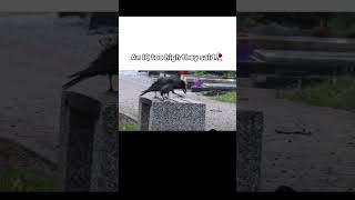 An IQ to high they said🥀#crow