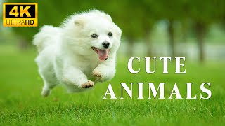Baby Animals 4K - Вы расслабляетесь с миром забавных детенышей животных Animals - Relaxing Music