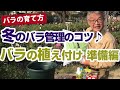 【バラの育て方】冬のバラ管理のコツ♪ バラの植え付け準備編