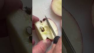 Mora Basic Wood Carver & Apple 8 04 2025 #jeffmcgovern #pestcoach #morakniv
