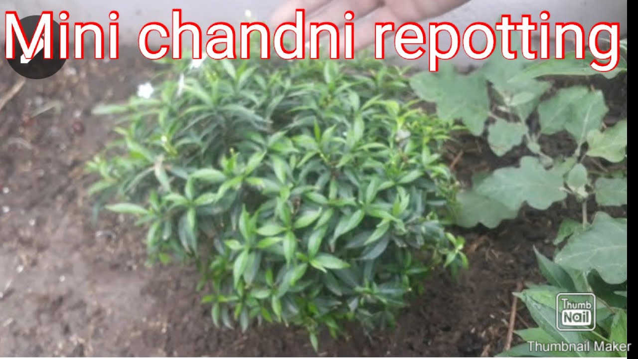 Mini chandni full repotting in detail. Grown is well.