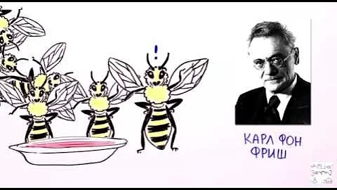 Как общаются пчелы. Язык пчел.