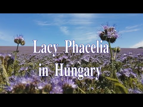 วีดีโอ: Lacy Phacelia คืออะไร: เรียนรู้เกี่ยวกับการปลูกดอกไม้ป่าแทนซีสีม่วง
