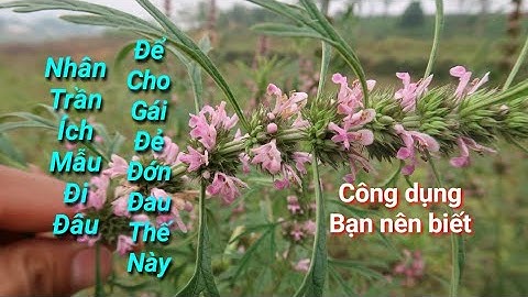 BÀI THUỐC ĐIỀU TRỊ RỐI LOẠN KINH NGUYỆT VỚI CÂY ÍCH MẪU | CUỘC SỐNG VÙNG CAO