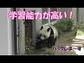 6/6賢いシャンシャン！学習してるね！竹を持って外に出る時はバックするんですよ～❤上野動物園【パンダ生活チャンネル】