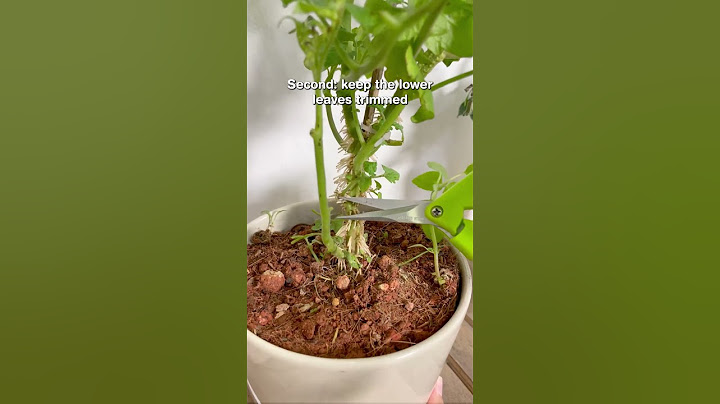 Pruning tomato plant  #plants #tomato #indoorgardening #pruning #plantcare