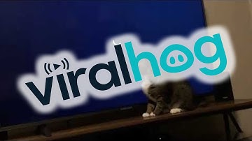 Sweet Kitty Plays with Loading Screen || ViralHog