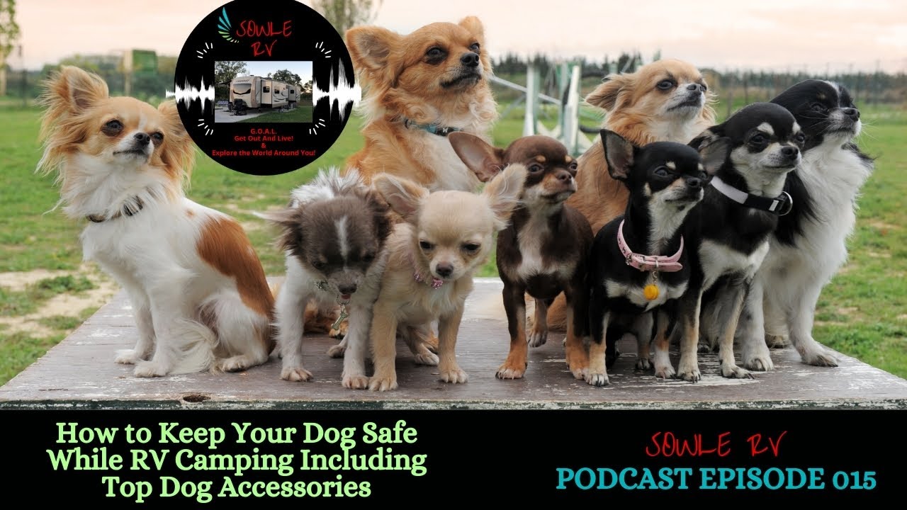 how to keep dogs safe while camping
