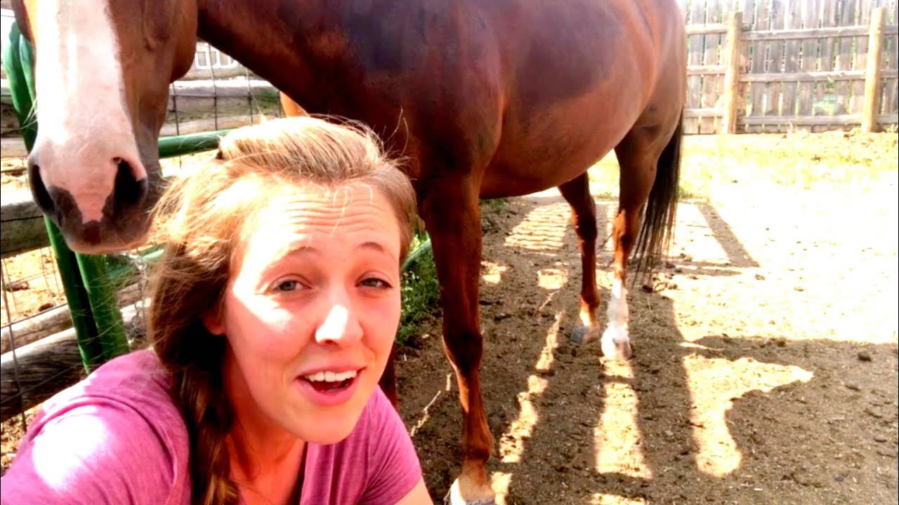 Homemade Fly Spray (FOR HORSES, COWS, or GOATS!) YouTube