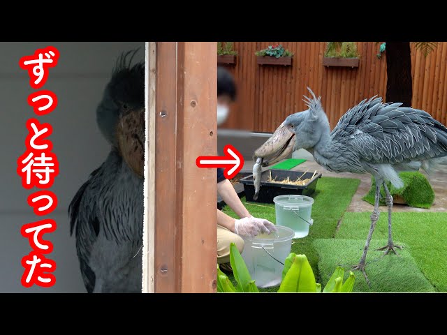 ハシビロコウ 　「おでぶちゃん」&「だら〜ん」 大好きなお兄さんやっと来てくれた!でもちょっとすねてる