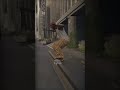 Realistic skate line #skate #skate4clips #skate3 #funny #skate4 #reels #shorts #asmr #viral
