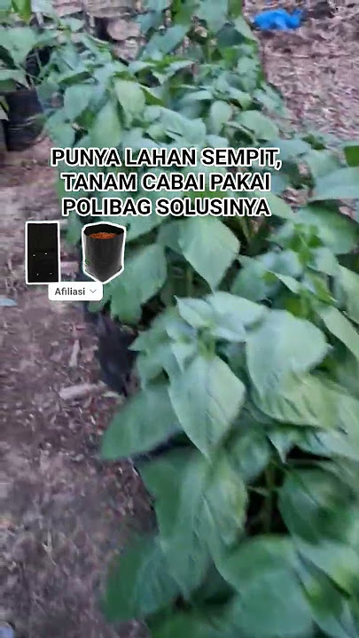 SOLUSI TANAMAN CABAI LEBIH SUBUR #dj #cabai #cabailokal