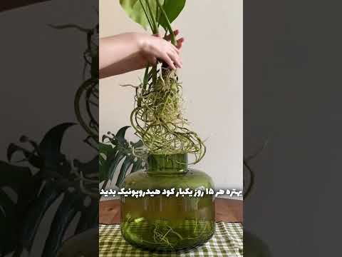 ۳ راز رشد گیاها تو آب  گیاه فیکوس گیاهان آپارتمانی گیاهان