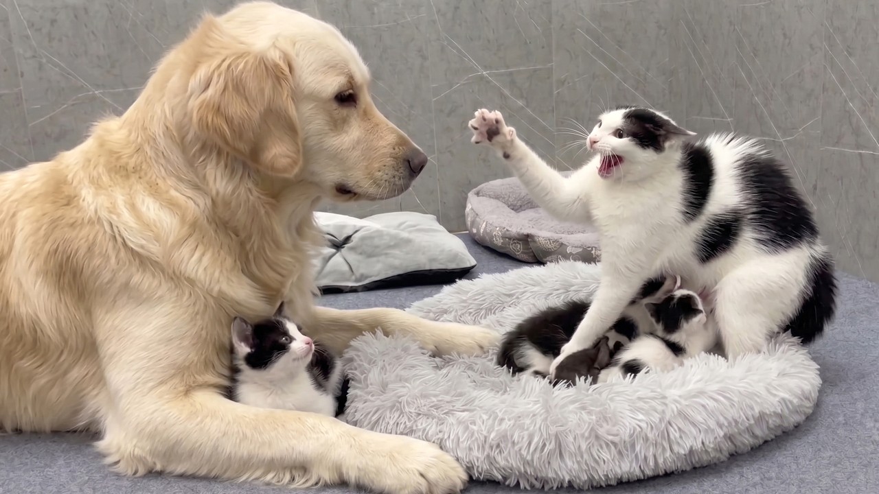 Mom Cat Was Terrified Until Her Tiny Kitten Showed Her the Giant Golden Retriever Was Safe!