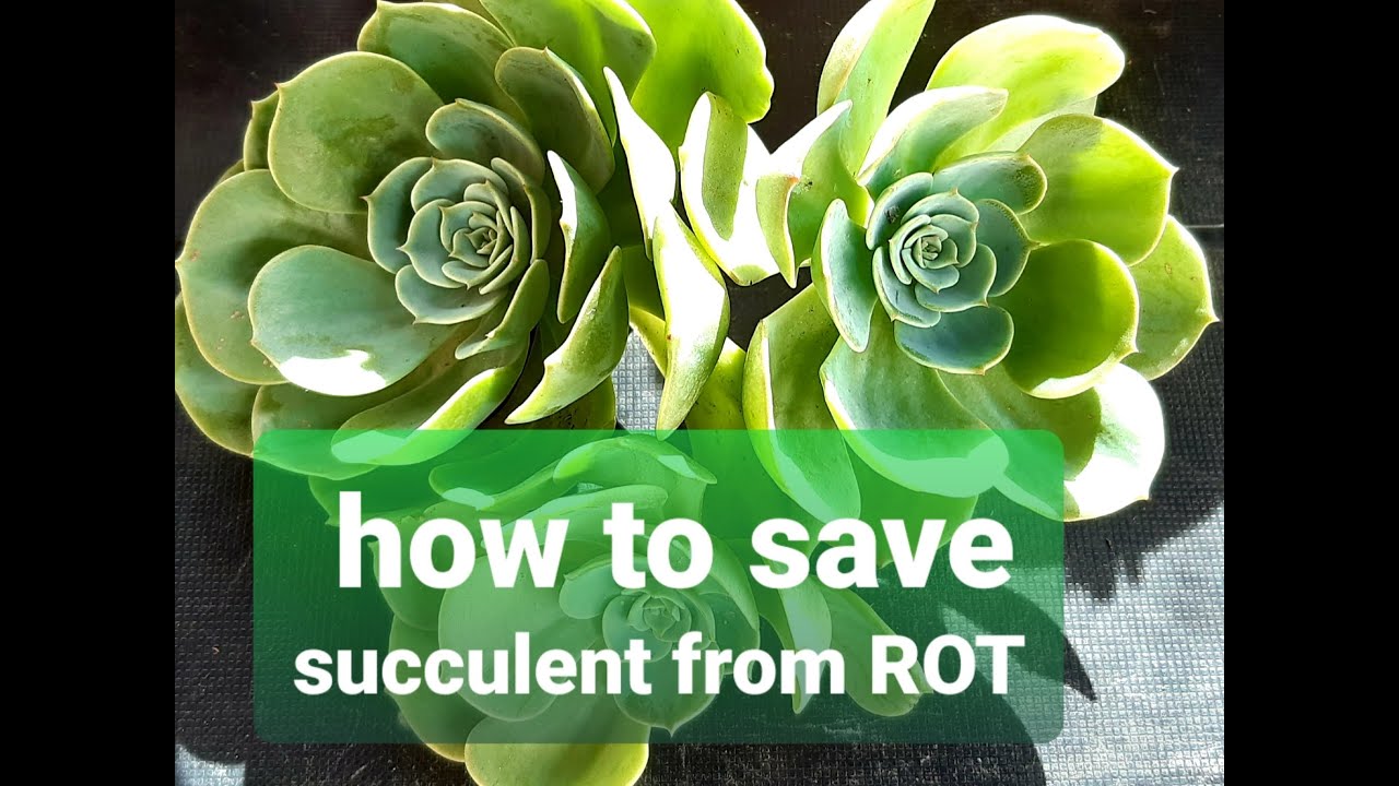 8 How to save a succulent from dying? Why is my succulent dying