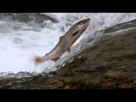 تريلر ترجمة سلسلة أمريكا الشمالية North America