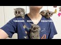 モンキーツリー状態の飼い主